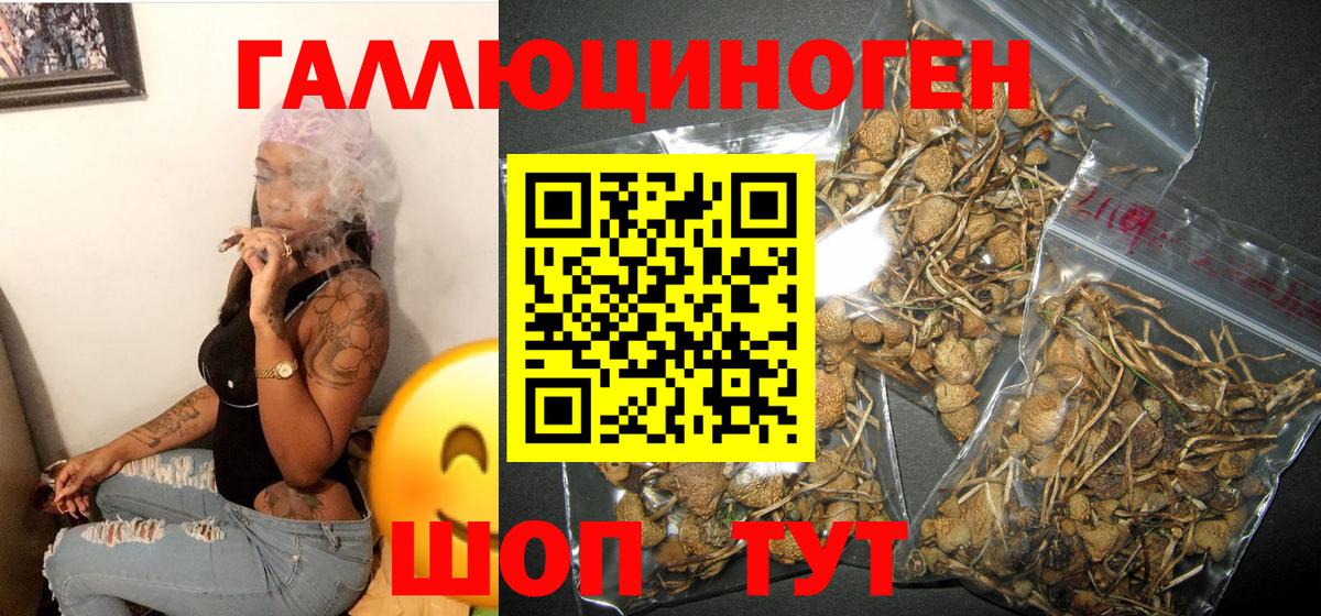 Псилоцибиновые грибы мицелий Арсеньев