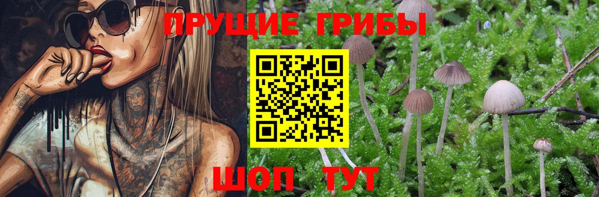 Арсеньев  Псилоцибиновые грибы Psilocybine cubensis  закладки  Вход с VPN 